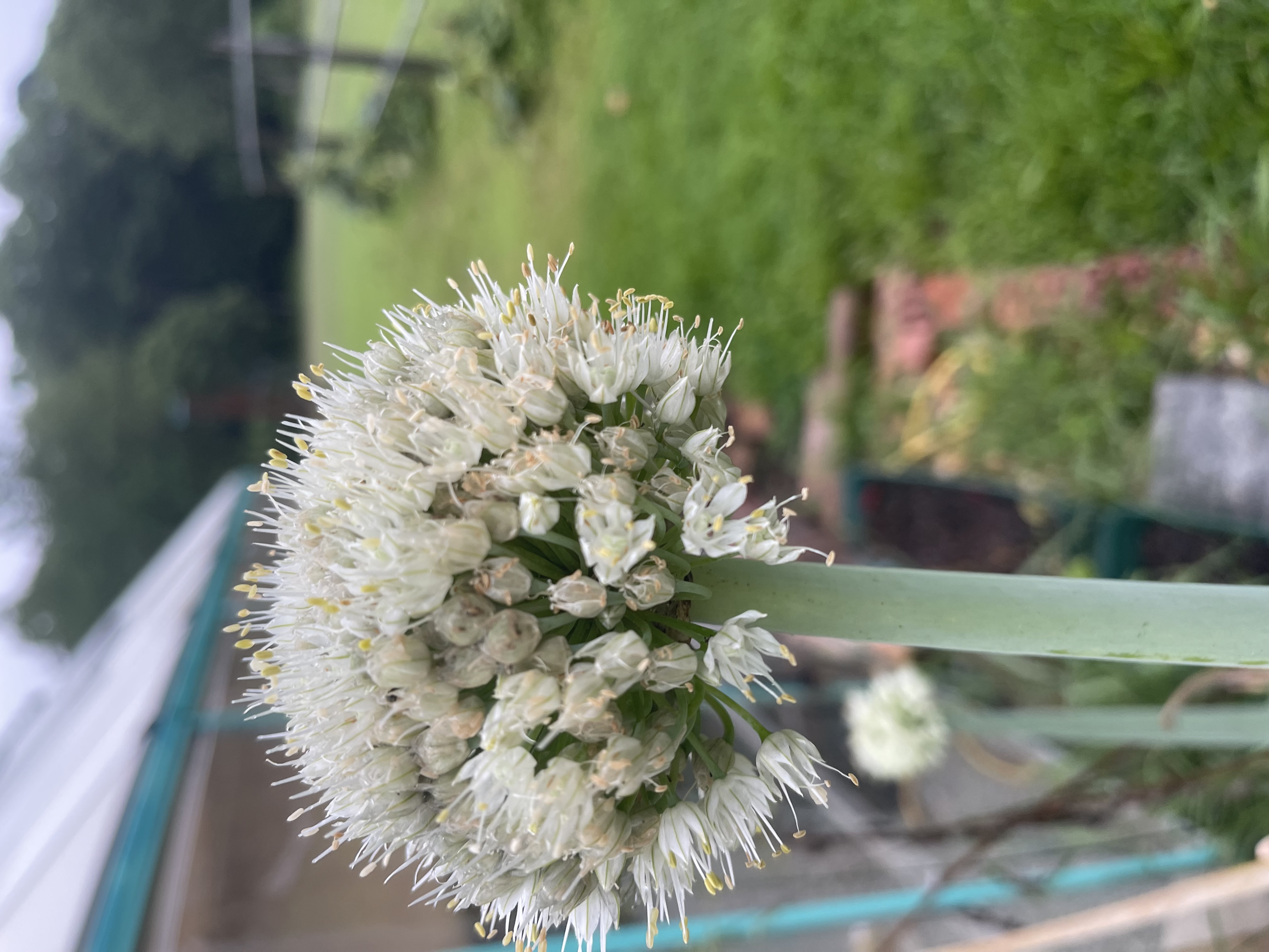 Sunflowers in the garden beds