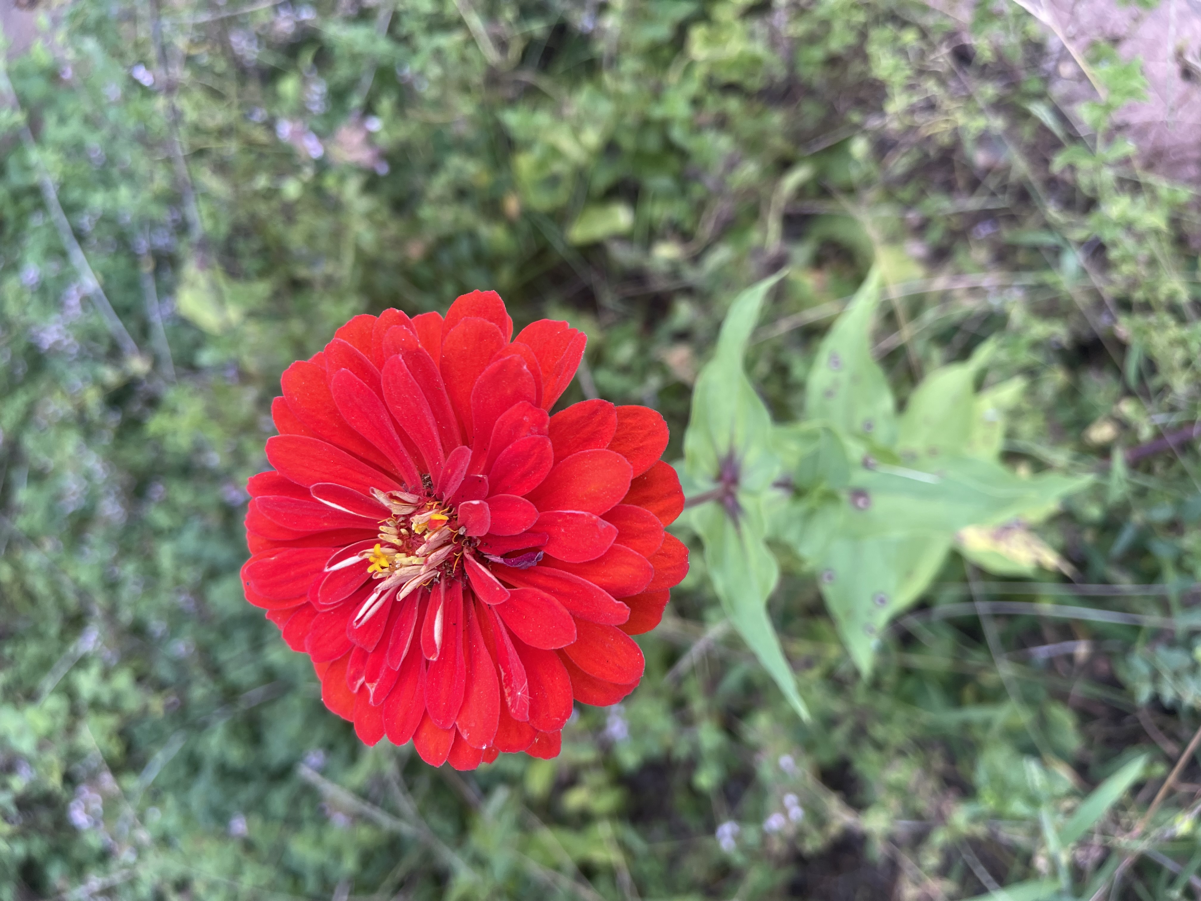 Red zinnia in the garden